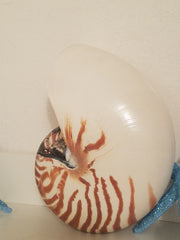 NAUTILUS LARGE  4 1/2"  POLISHED SHELL * BEAUTIFUL!