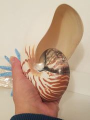 NAUTILUS LARGE  4 1/2"  POLISHED SHELL * BEAUTIFUL!