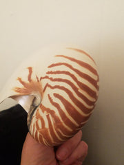 NAUTILUS LARGE  4 1/2"  POLISHED SHELL * BEAUTIFUL!