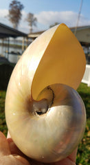 NAUTILUS LARGE  4 1/2"  POLISHED SHELL * BEAUTIFUL!