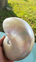 NAUTILUS LARGE  4 1/2"  POLISHED SHELL * BEAUTIFUL!