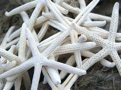 2 BEAUTIFUL WHITE FAUX STARFISH!