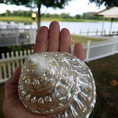 BEAUTIFUL Polished Mother of Pearl Finish SHELL * 3 1/2" !