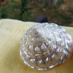 BEAUTIFUL Polished Mother of Pearl Finish SHELL * 3 1/2" !